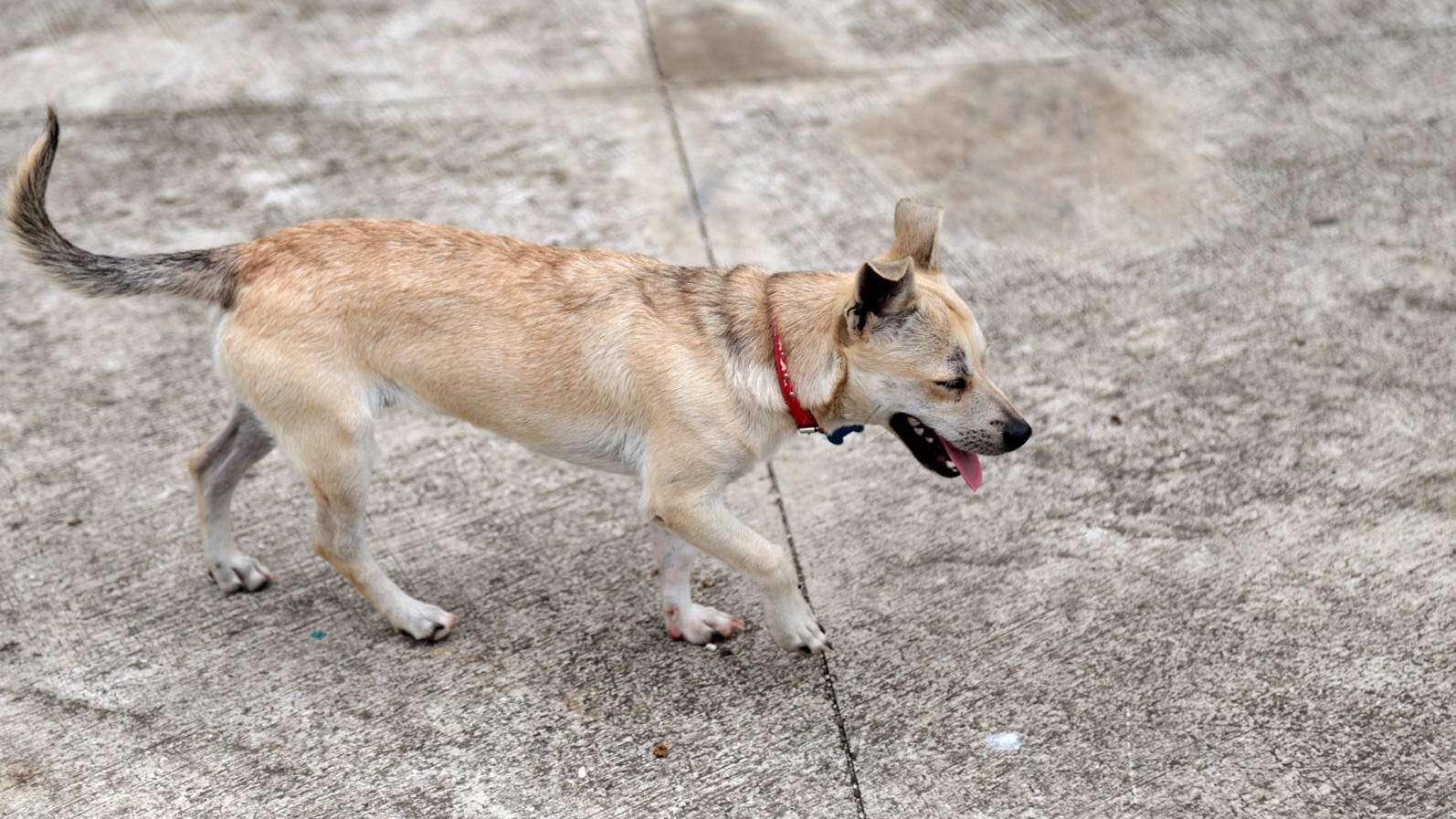 Tiran a un perro desde el piso 14 de condominio