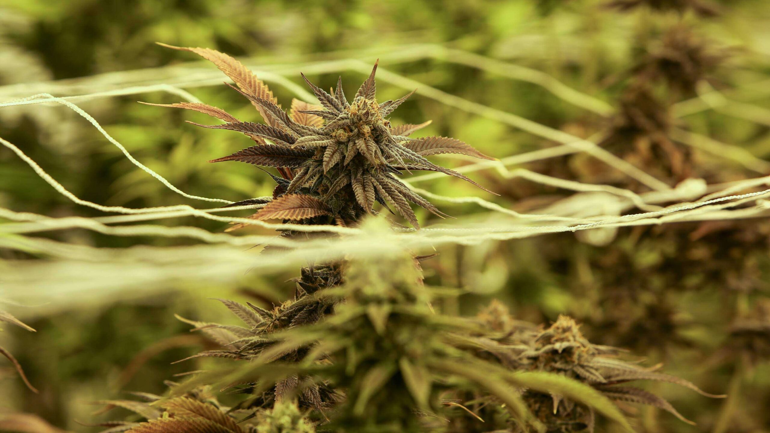 Médicos saldrán de dudas con seminario de cannabis medicinal