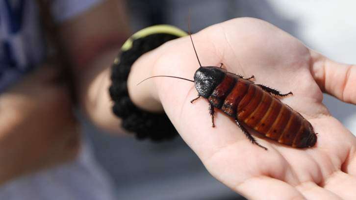 El Yunque se queda sin insectos, revela estudio científico
