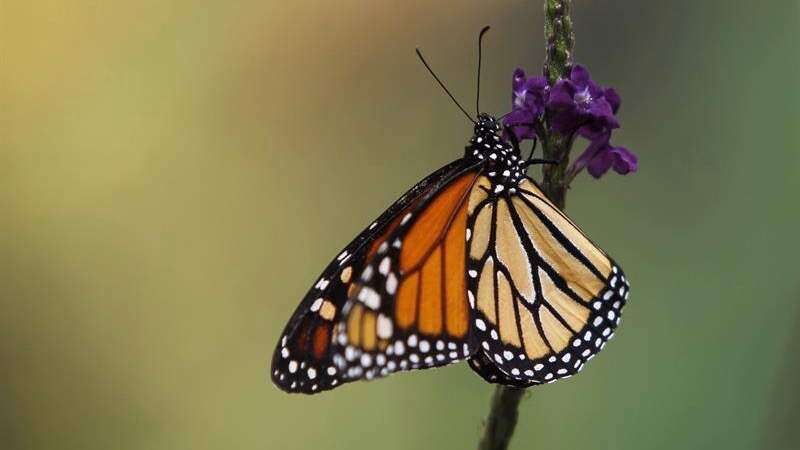 Vuelve el mariposario al Museo de Historia Natural de Nueva York