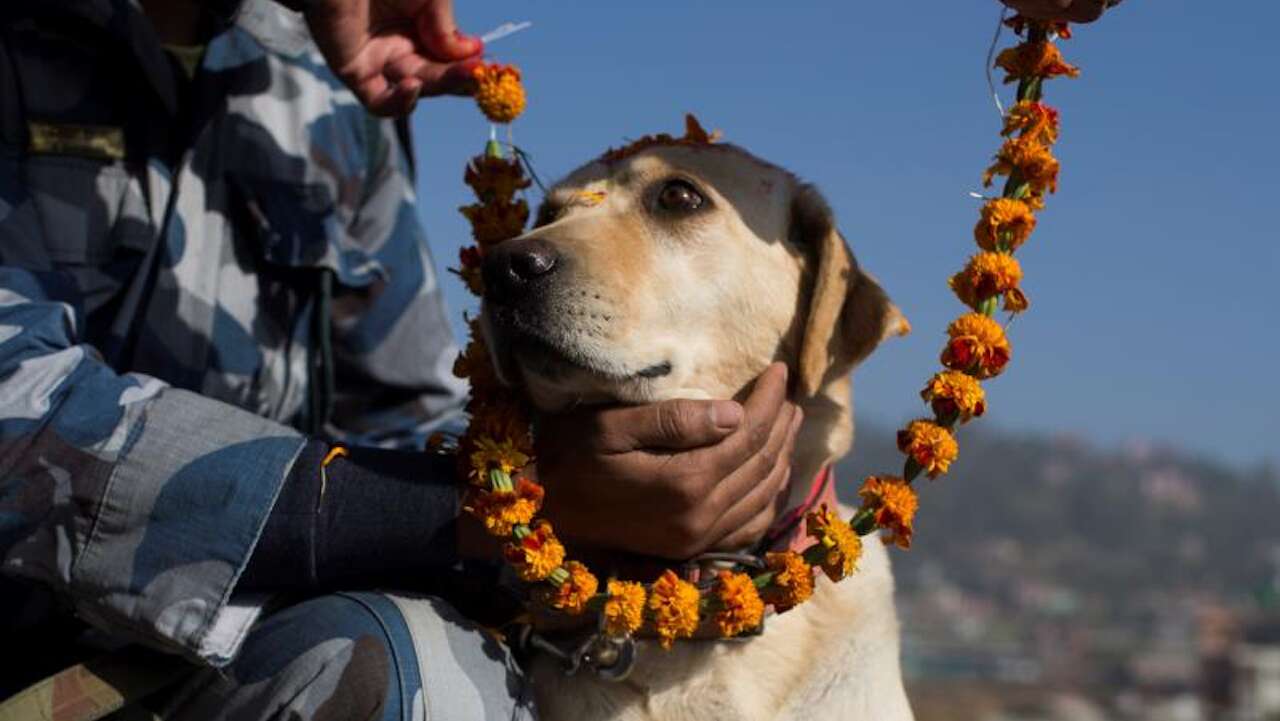 Guirnaldas, tika y manjares para adorar a los perros en Nepal