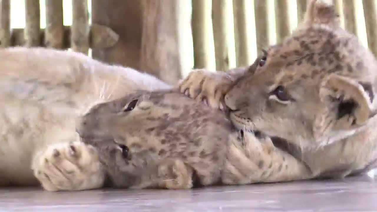 La inseminaci贸n artificial de leones