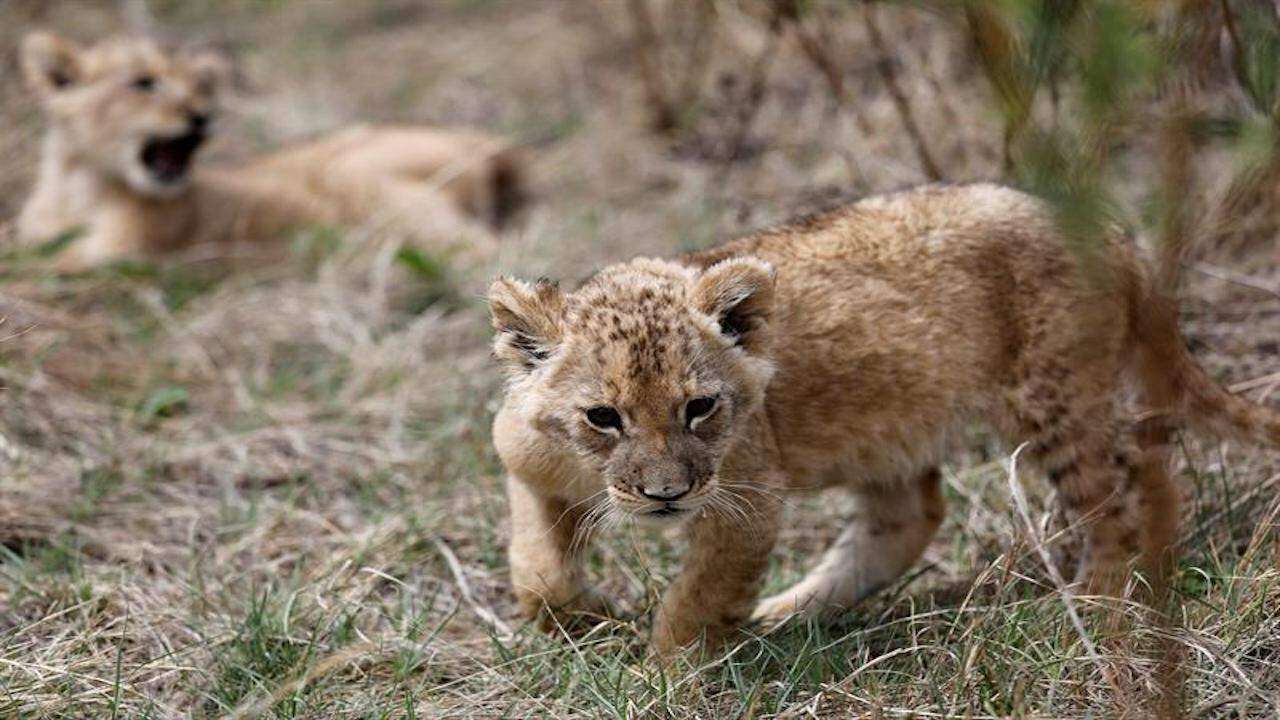 Nacen los primeros leones concebidos por inseminación artificial