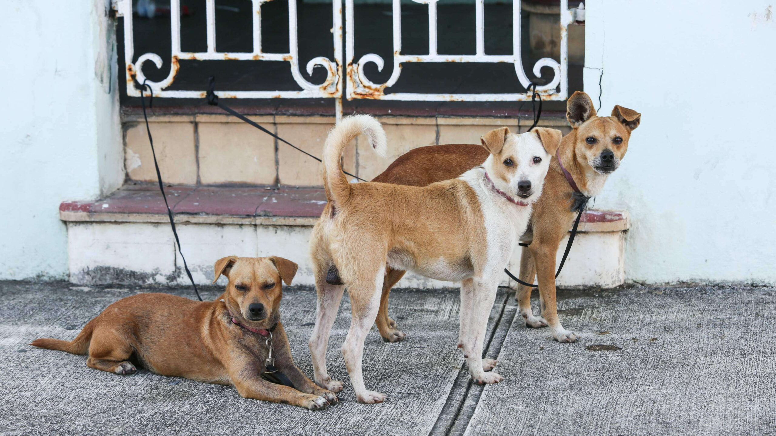 Santuario de animales pide de Navidad vehículo para sus refugiados