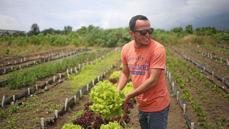 Advierten de brote de ‘E. coli’ en lechuga romana
