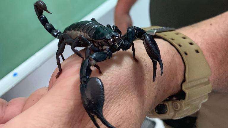 Ocupan animales exóticos venenosos en Hatillo