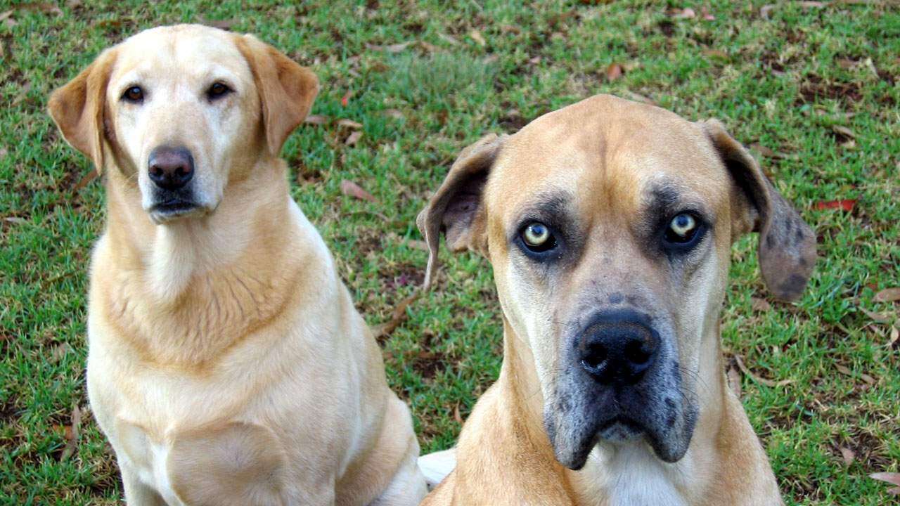 11 things you do that your dog hates