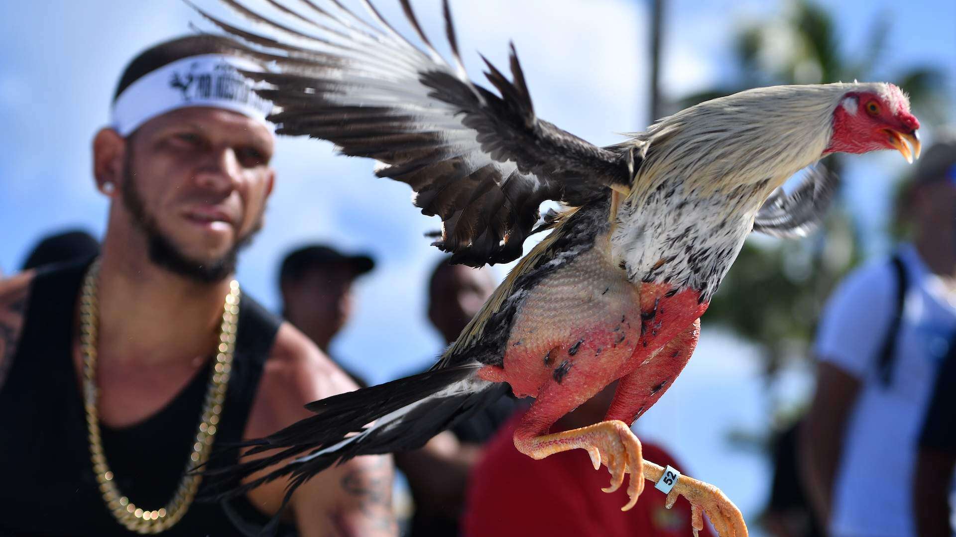 Manifestantes llevan la gallera al Capitolio