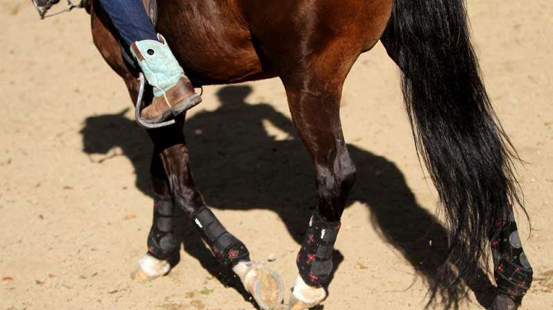 Regresa competencia de caballos paso fino a Ponce