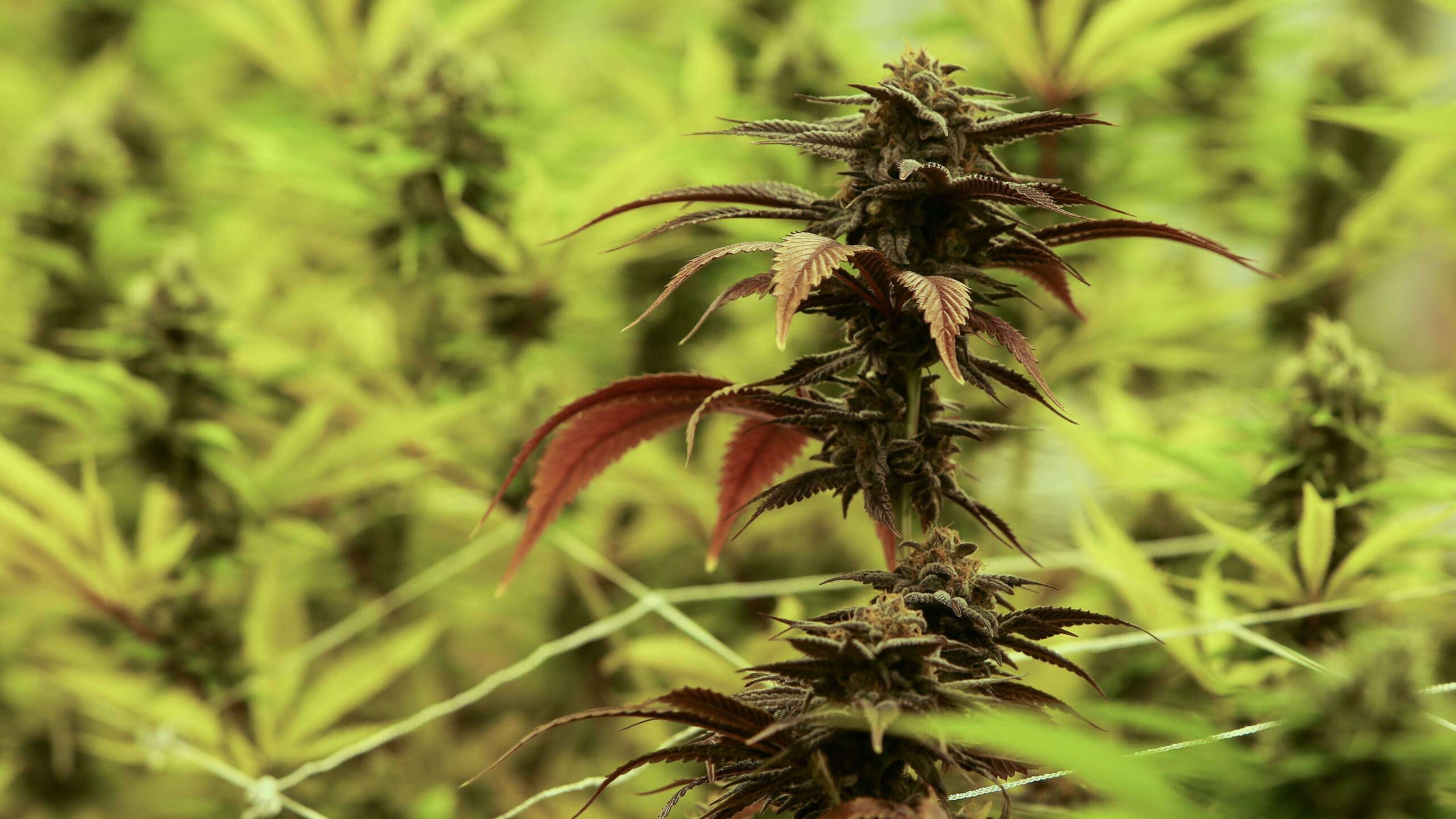 El cannabis medicinal podría ayudar con la diabetes tipo 2