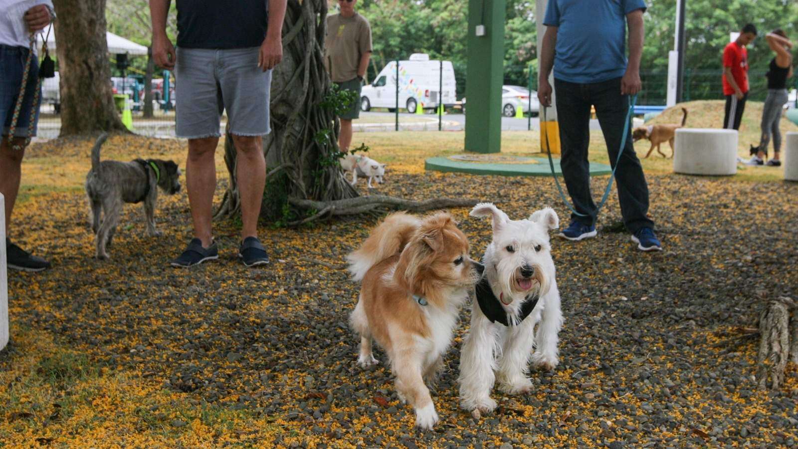 Salud explica cómo lidiar con sus mascotas en la época festiva
