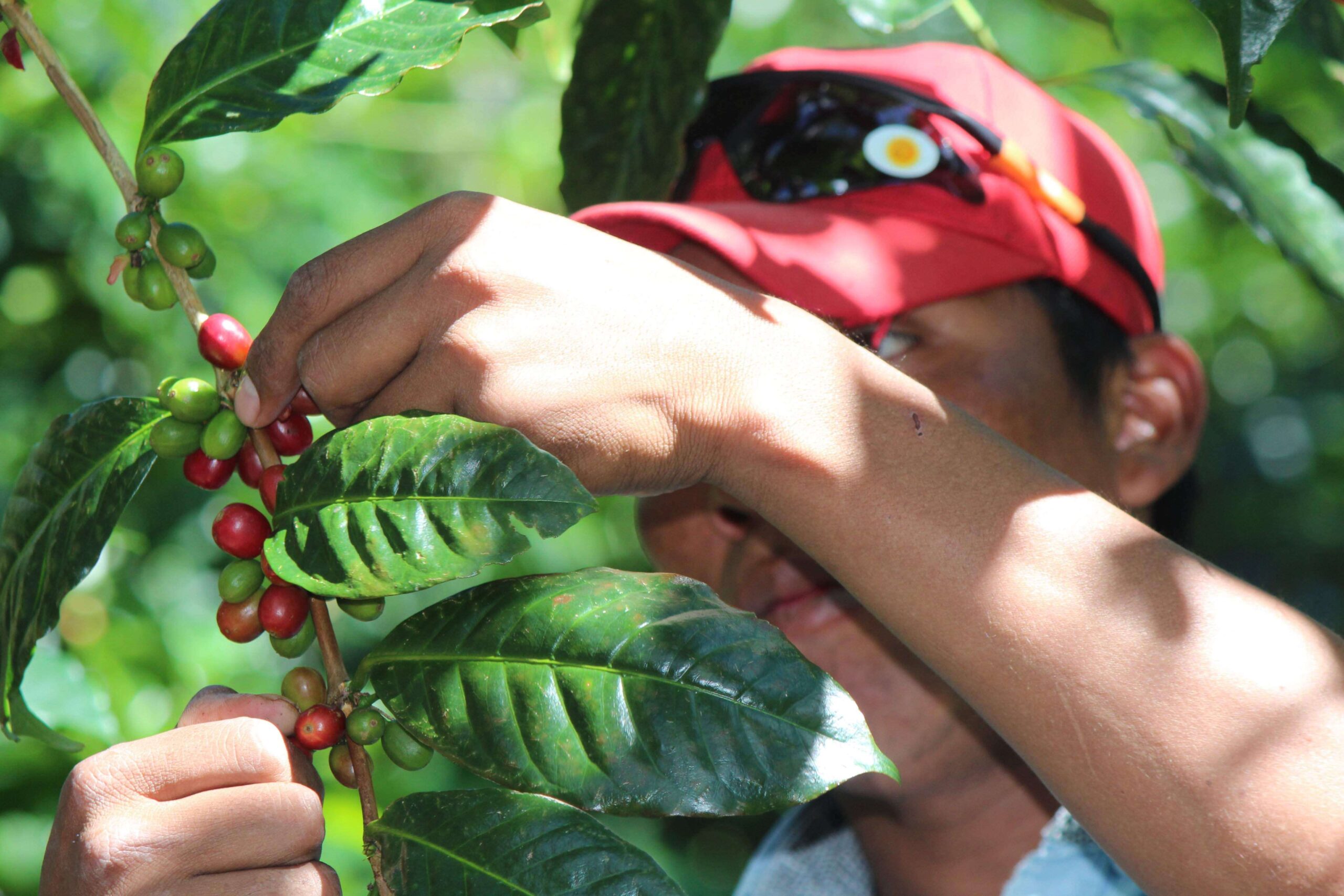 Comienza a germinar el café tras María