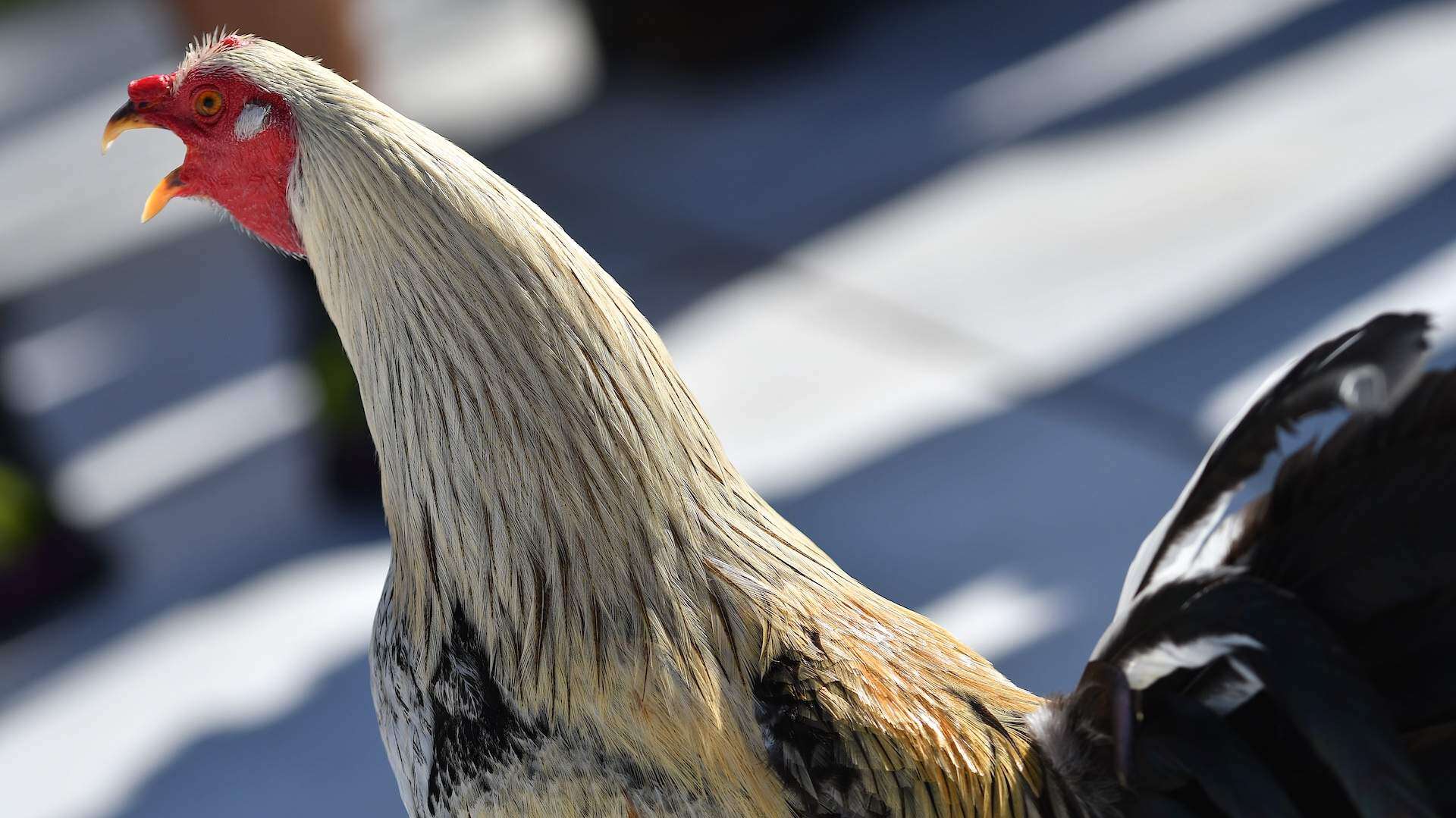 Buscan eximir a PR de prohibición de peleas de gallos