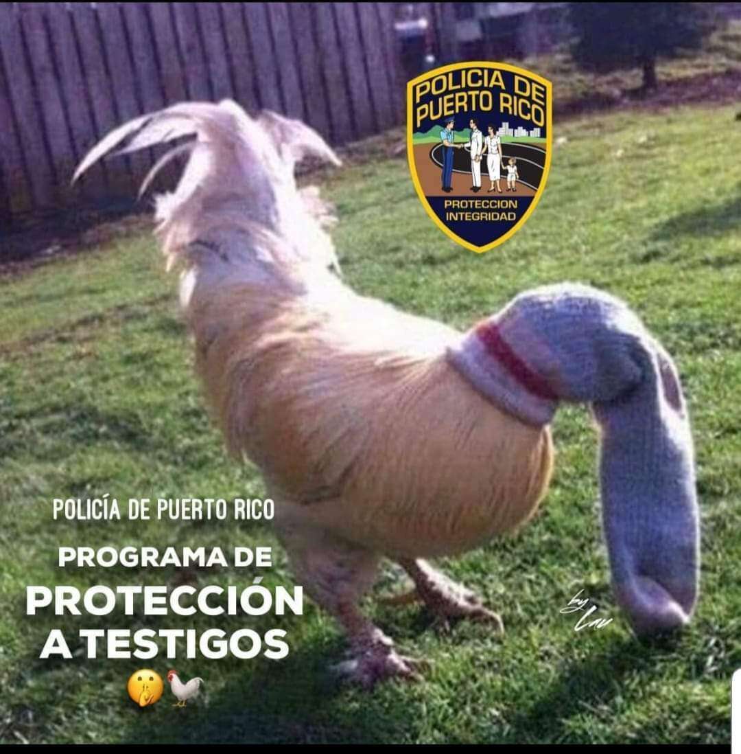 Las redes sociales parodian la eliminación de las peleas de gallos