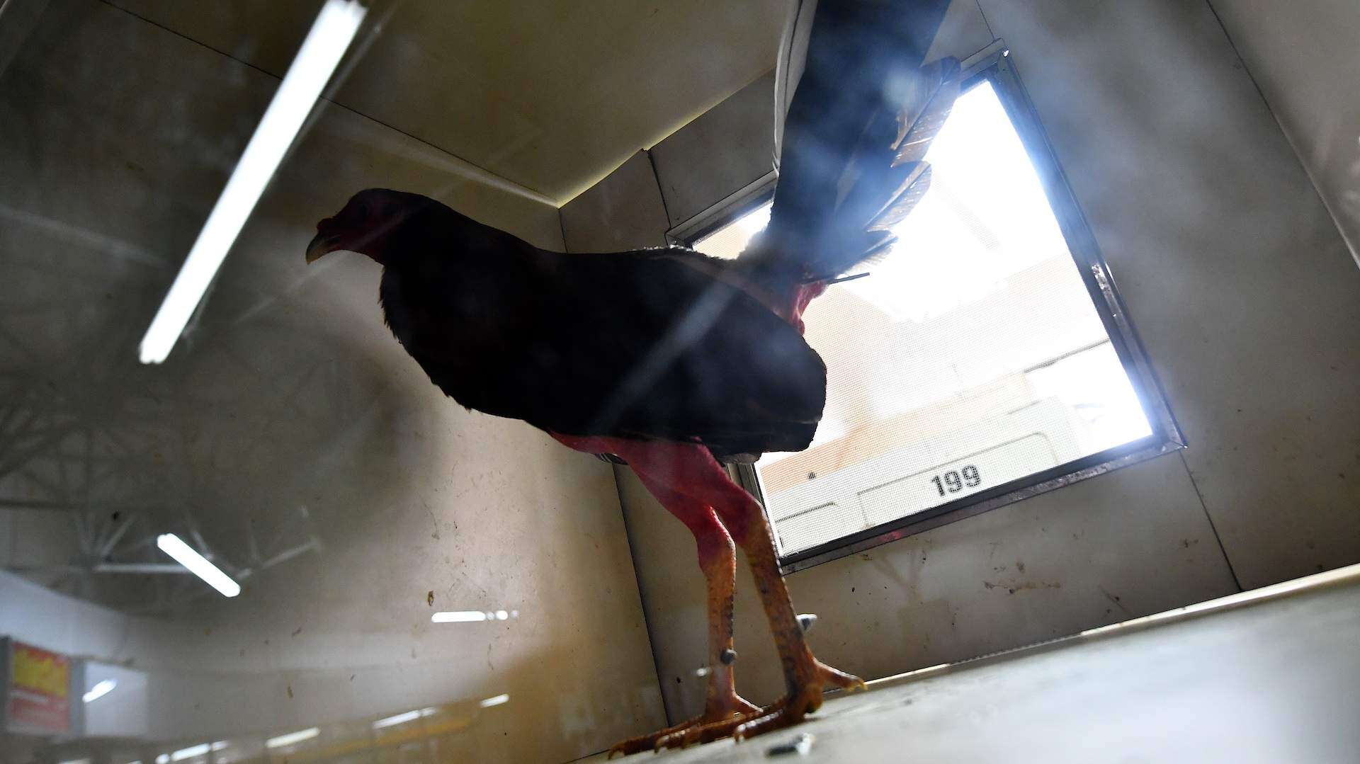 Industria gallística saca espuelas ante medida que podría eliminarlos