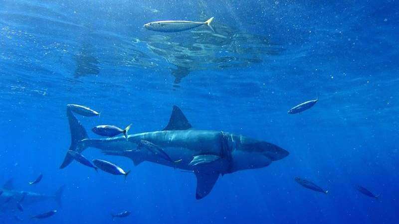 Disminuyó en 2018 la cantidad de ataques de tiburones