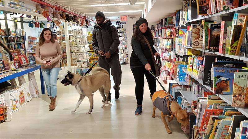 Dedican un libro a los perros de Nueva York