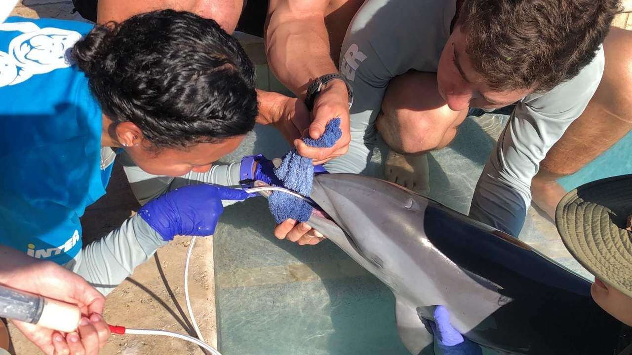 Especialistas puertorriqueños coordinan rescate de bebé delfín