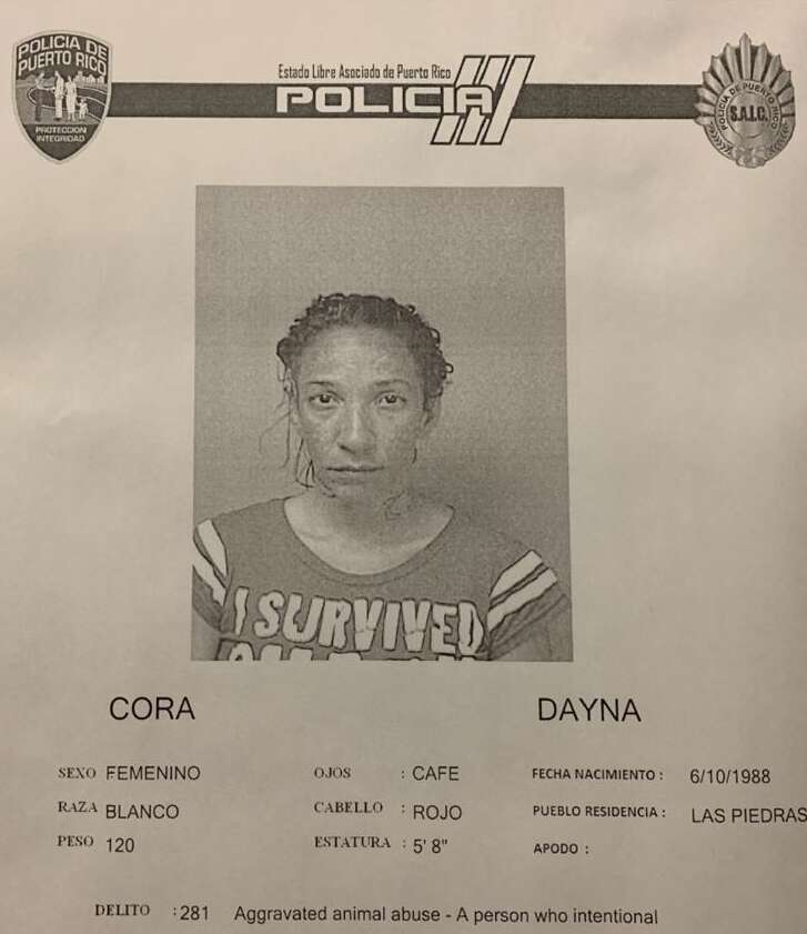 Presa por matar y colgar un gato frente a un establecimiento