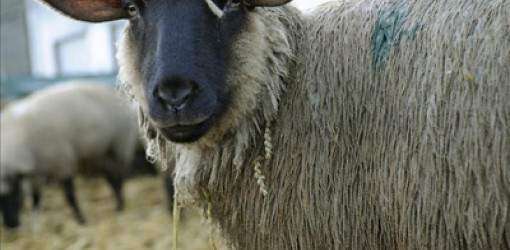 Animal mata a nueve ovejas en Aguada