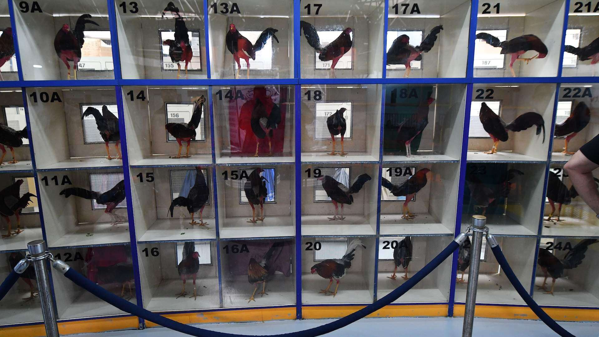 Reto sanjuanero a los federales por la industria gallística