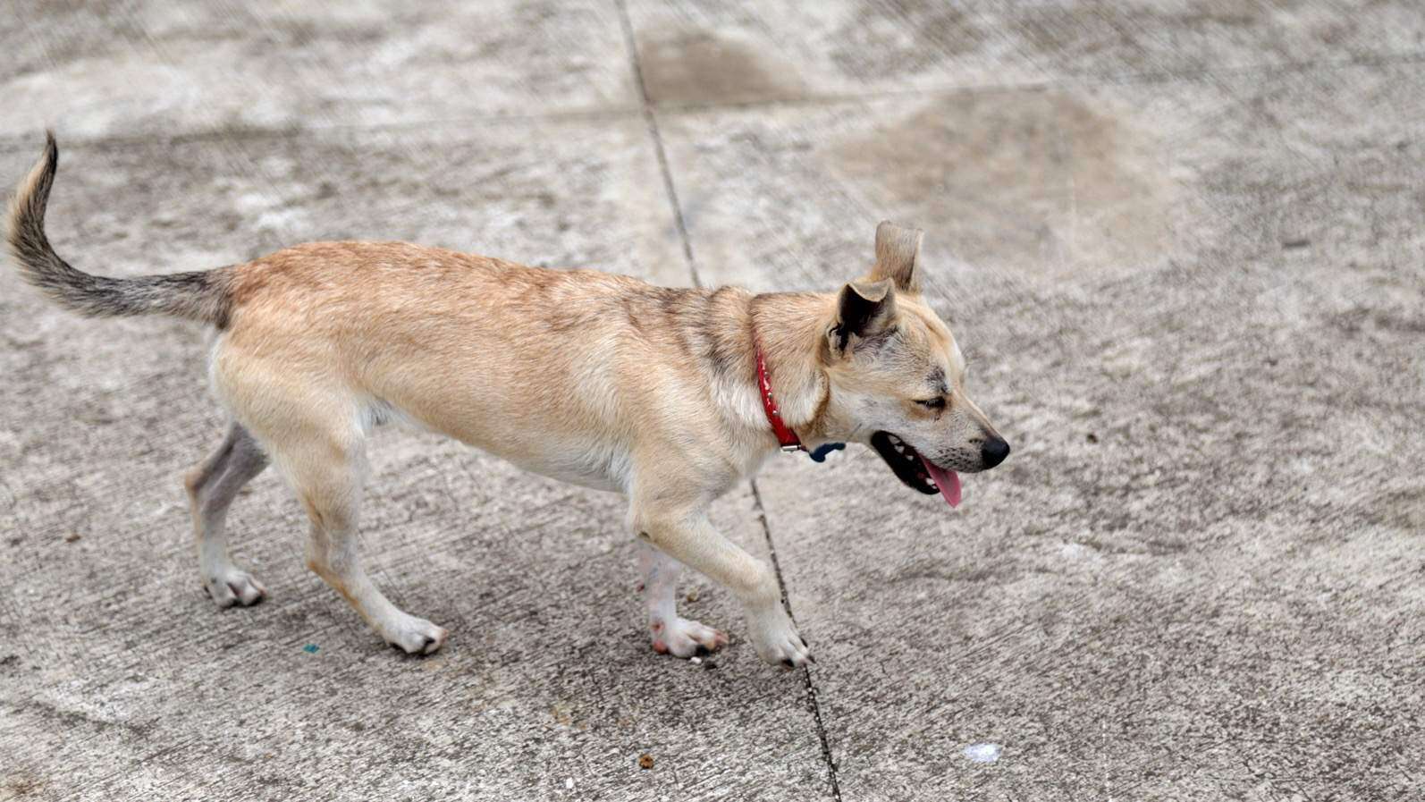 Radican cargos contra hombre que abusó de perro