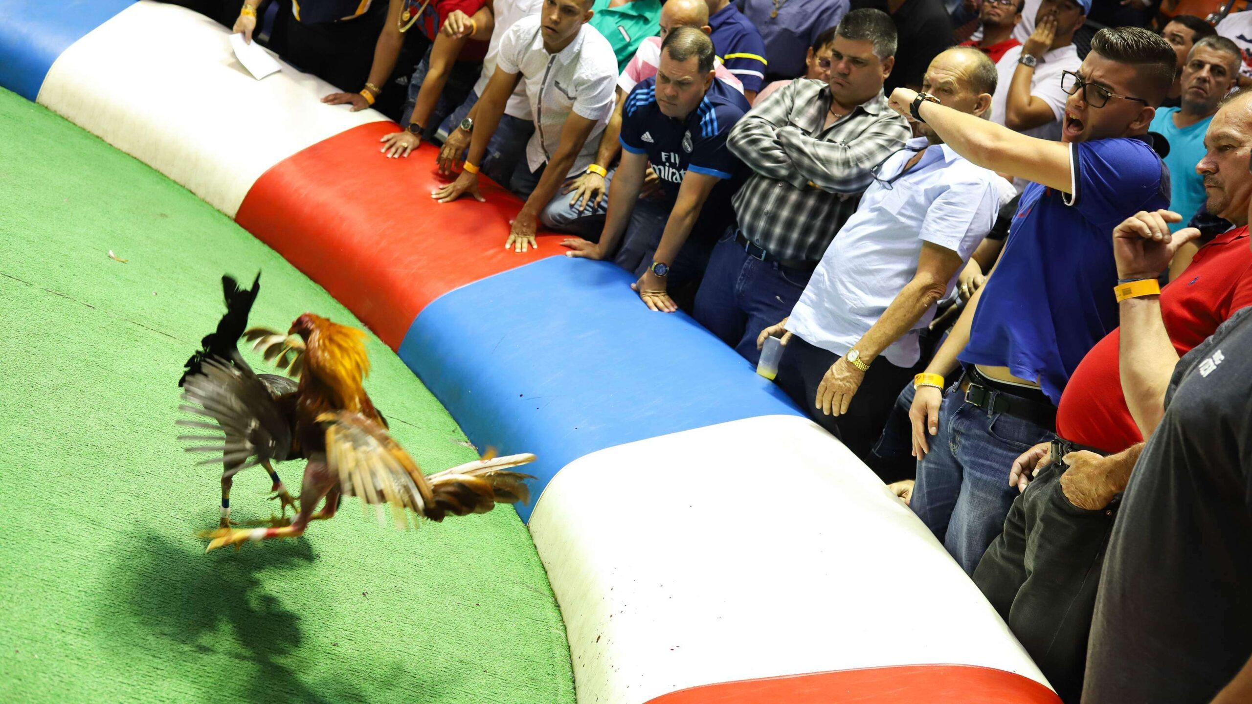 Para la Policía de SJ también será irrelevante intervenir en peleas de gall