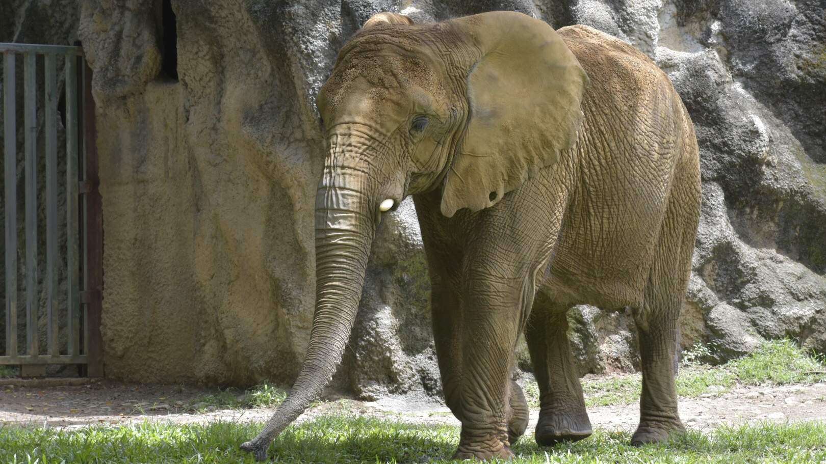 Buscan que se reabra el Zoológico de Mayagüez mediante APP