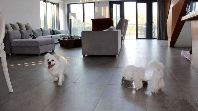 Mascotas viven vidas de lujo en China