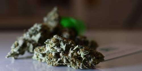 Policía estatal advierte sobre uso de cannabis en las SanSe