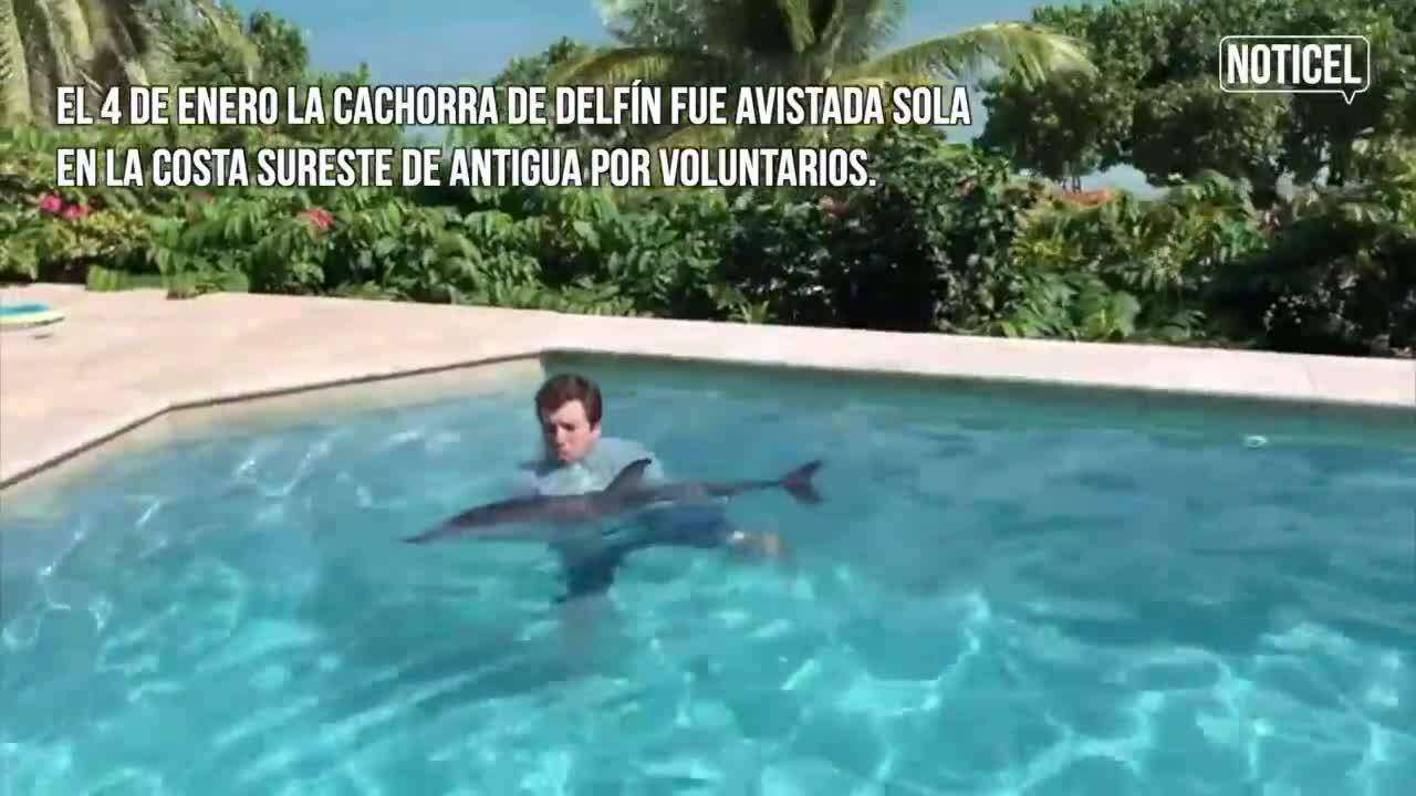 Rescatistas boricuas ayudan a cachorra delfín