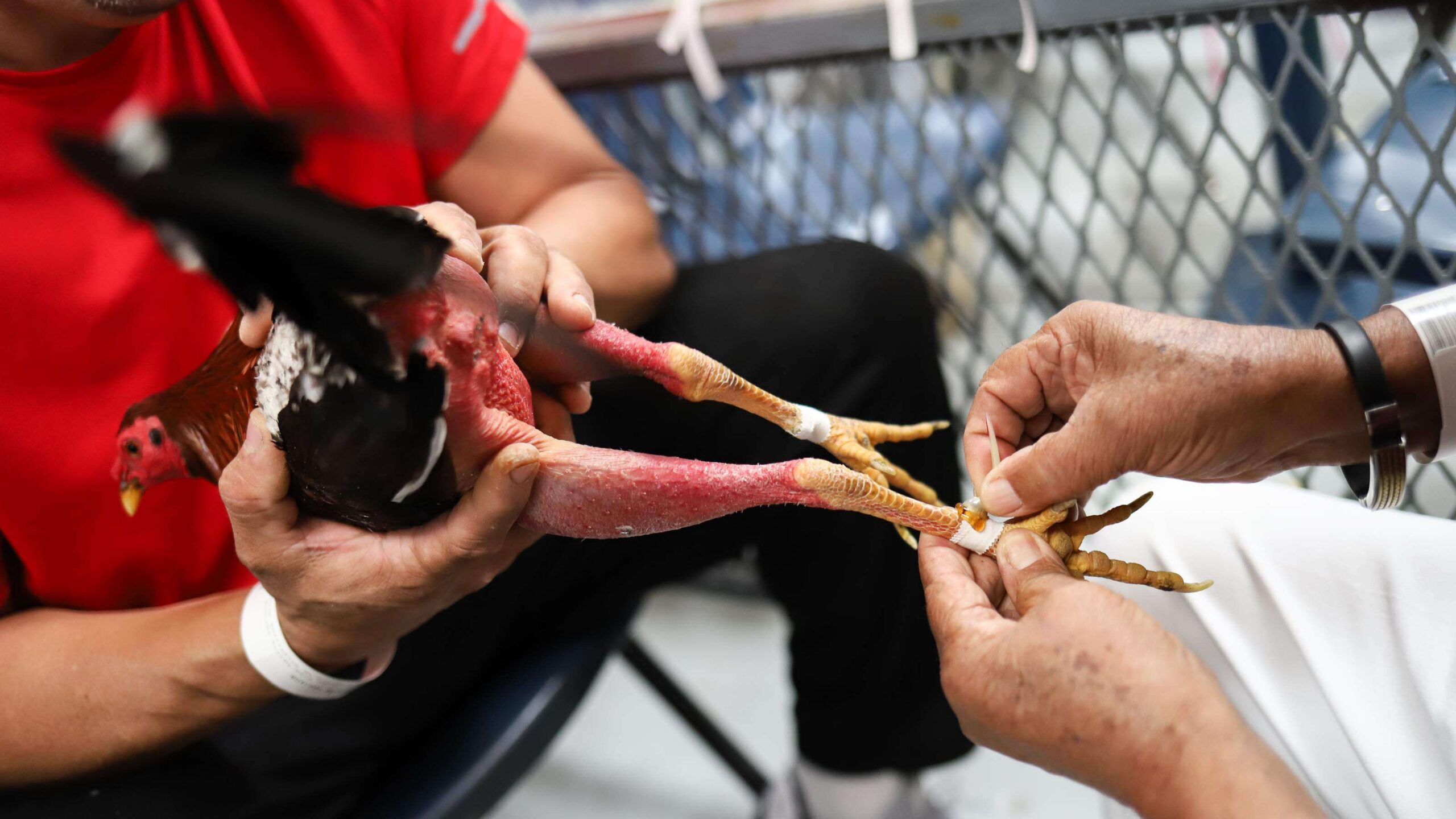 Con pico y espuela combaten para que no atenten con su tradición