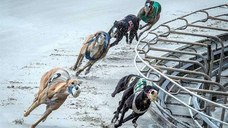 Florida pondrá fin a carreras de galgos