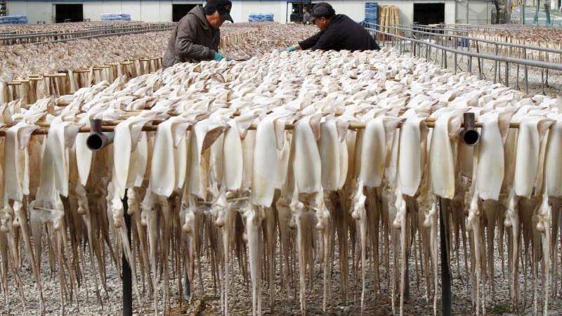 Dientes de calamares podrían reemplazar el plástico