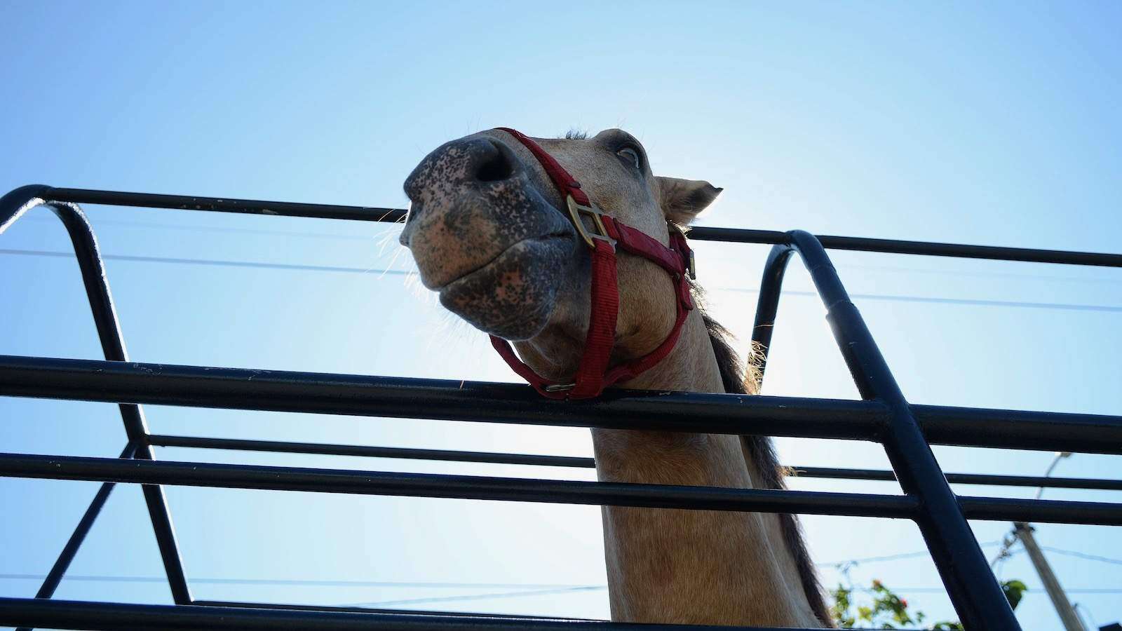 De cuidado menor herido entre accidente con equino y auto