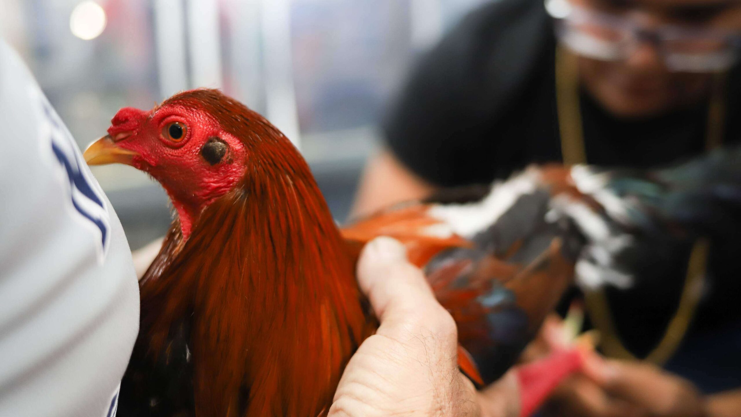 Medida busca abrir discusión de peleas de gallos en el Congreso