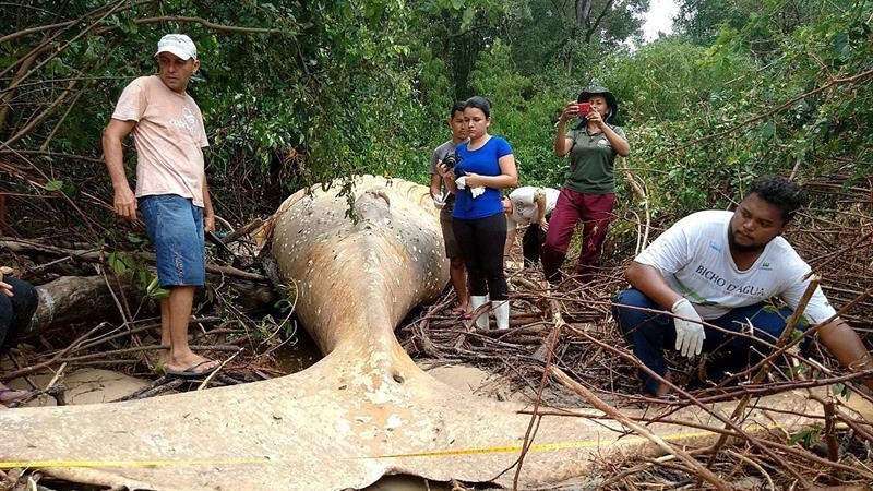 Encuentran ballena muerta en medio de mangle en Brasil