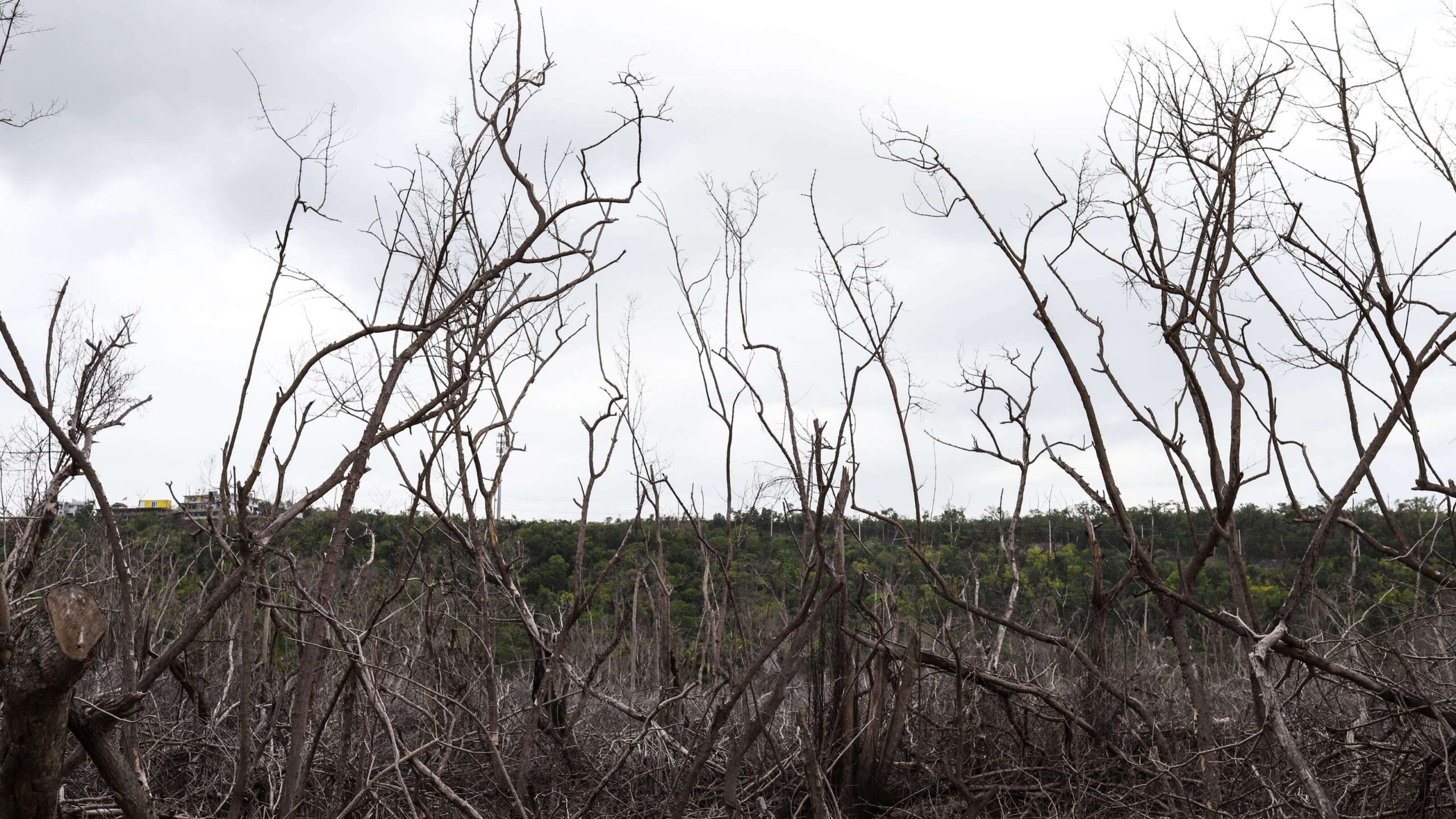 En condiciones secas más del 80% de la isla