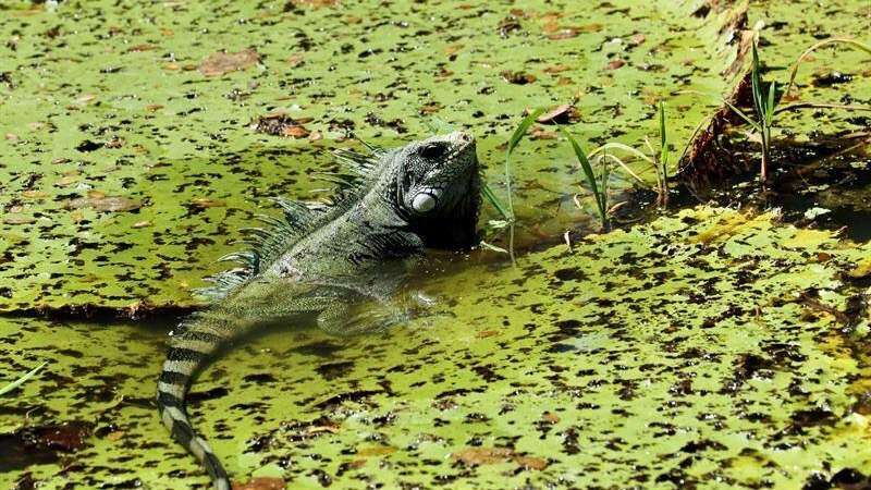 Buscan exterminar las iguanas en Islas Caimán