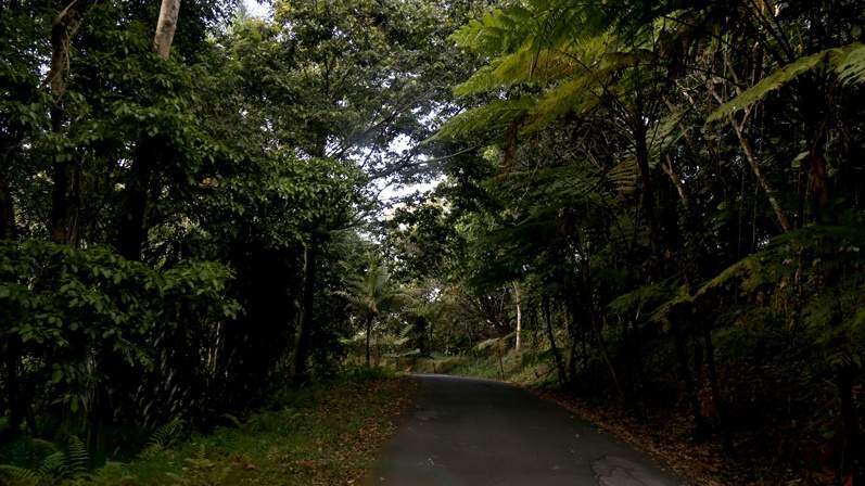 Denuncian irregularidades en masiva tala de árboles