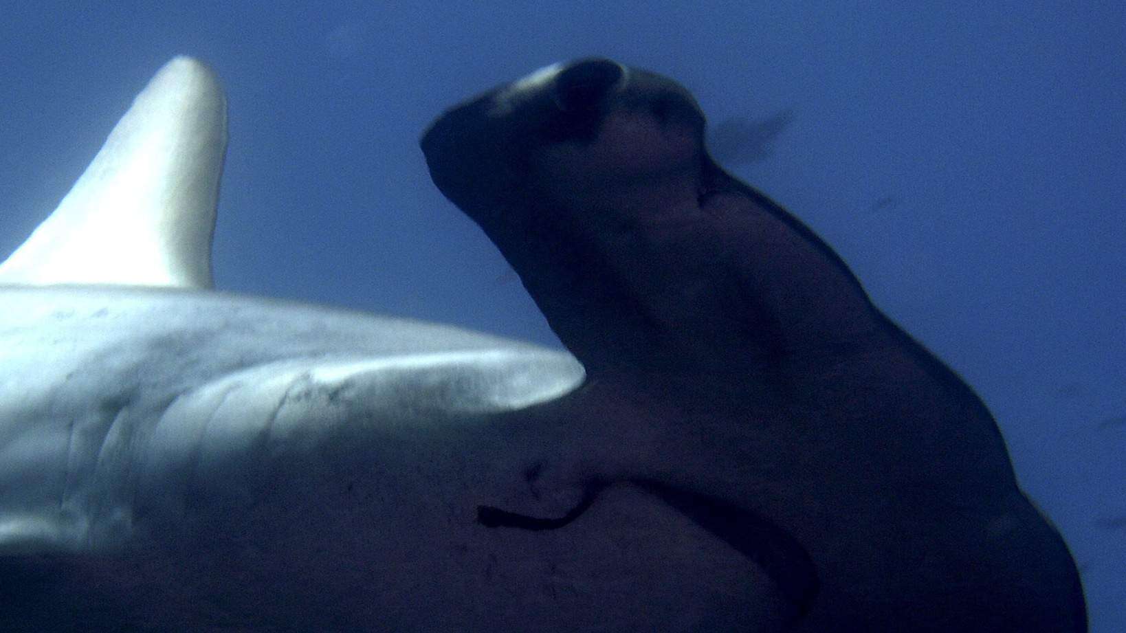 Descubren una nueva área de crianza de tiburones martillo