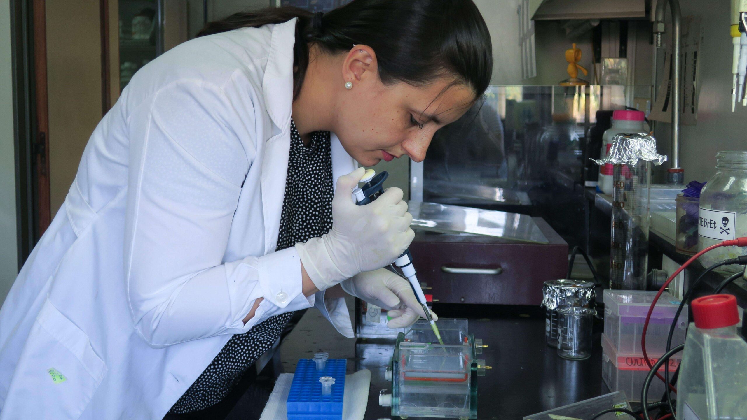 Encuentran freno para el dengue