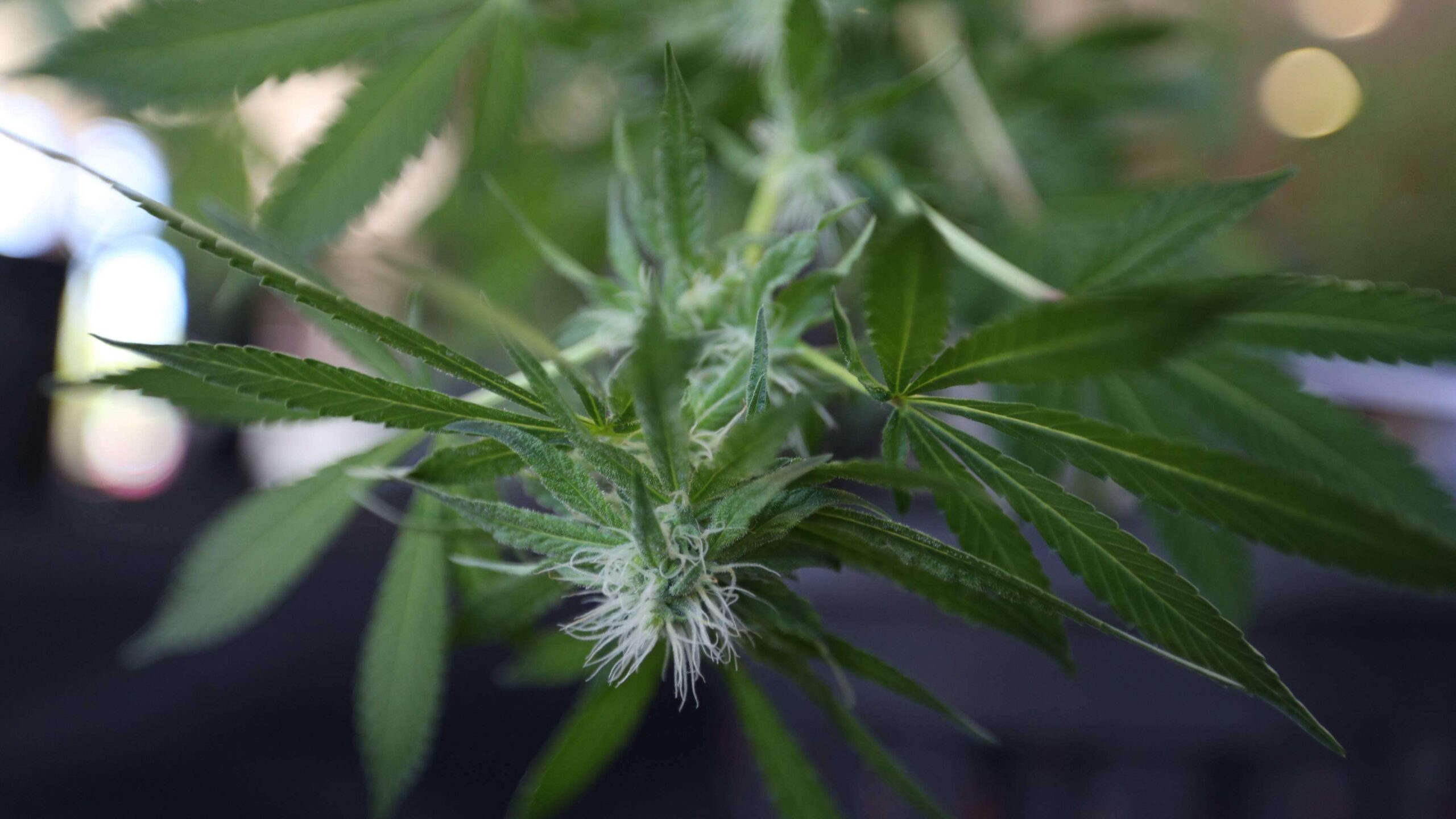 ONU aplaza votación para reducir restricciones del cannabis
