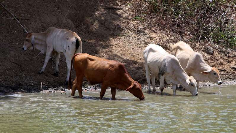 Se roban seis toros de una finca en Morovis