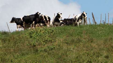 Mueren 21 vacas electrocutadas en Hatillo