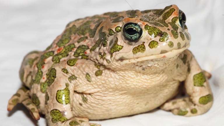 Infestado suburbio de Florida del sur de sapos venenosos