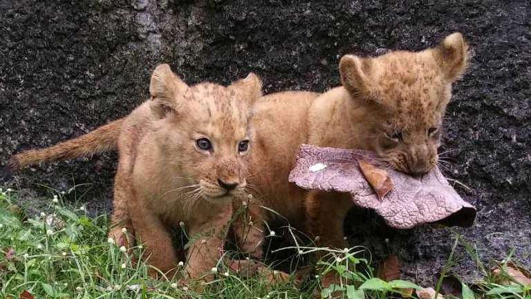 Zoológico de Mayagüez anuncia nacimiento de leones