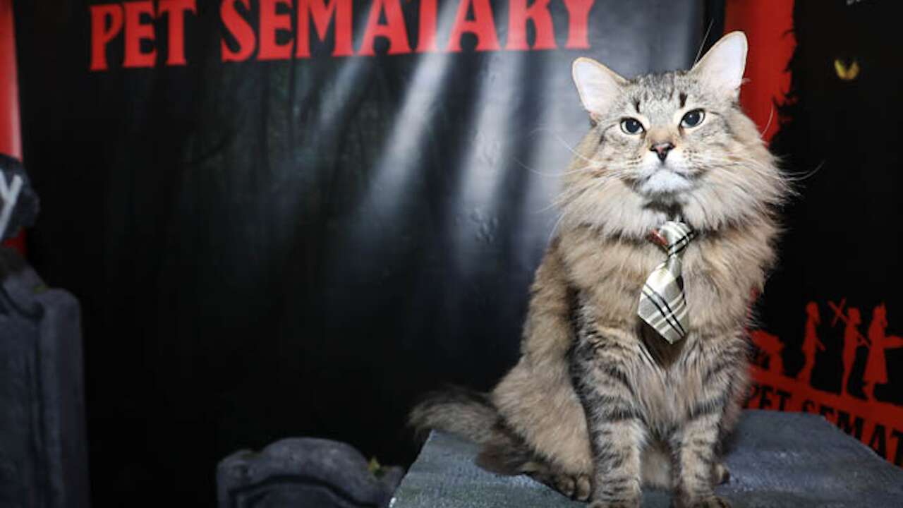 ‘Pet Sematary’ solo estrena en Mayagüez
