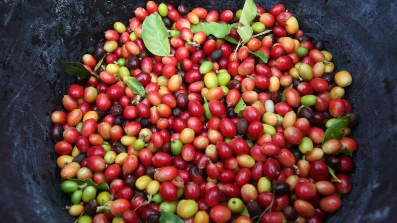 Se prepara el sector agrícola para la temporada de huracanes