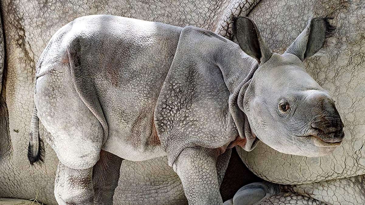 Nace el primer rinoceronte indio por ovulación inducida